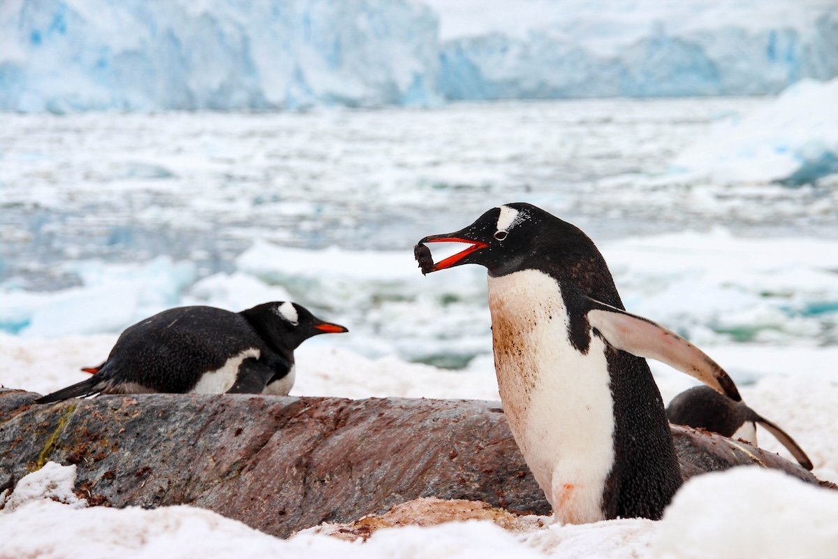 More information about "What is Pebbling? Why Penguins Can Teach Us About Stronger Relationships"